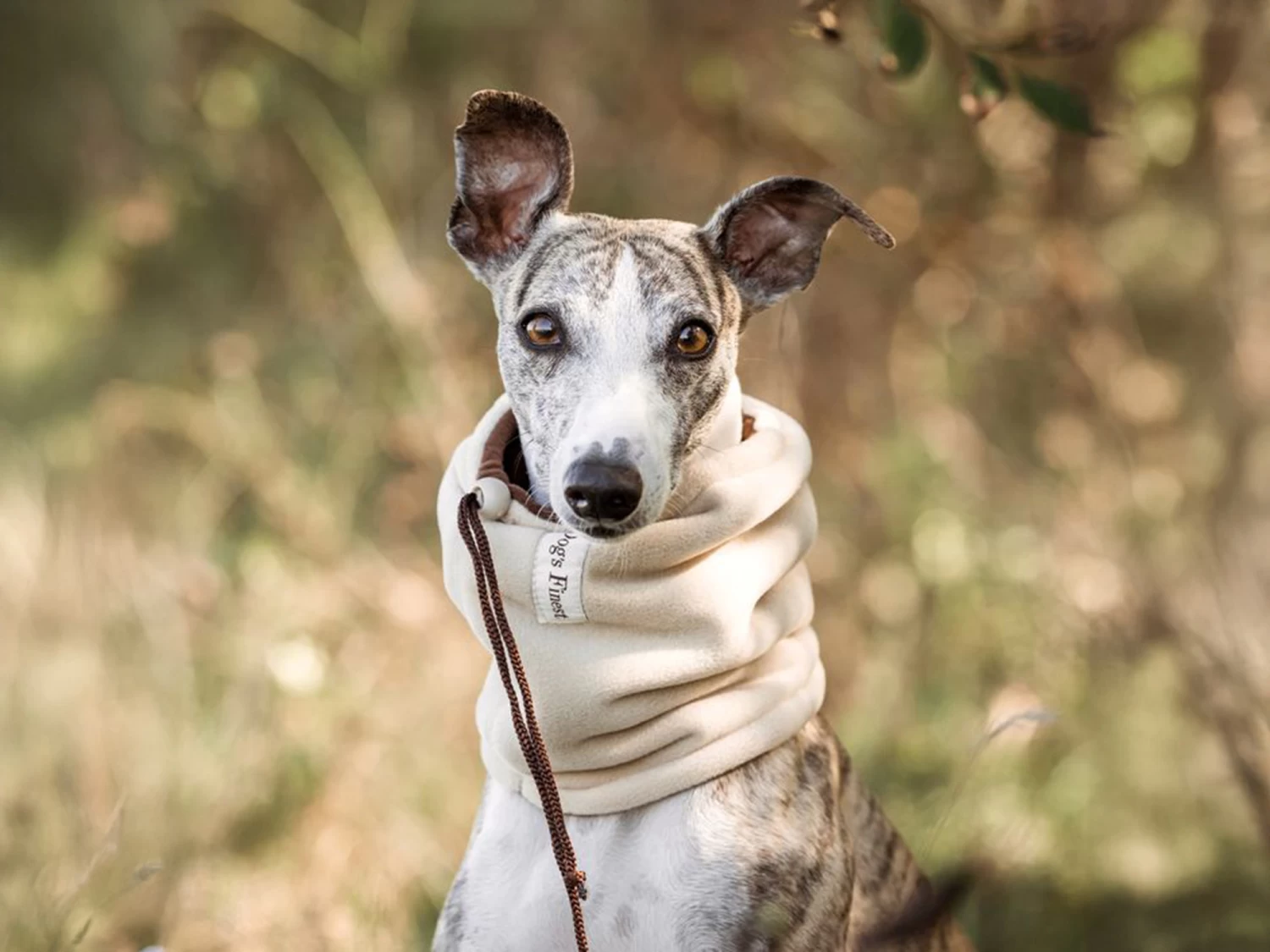 Windhund Snood Kashmiri