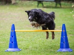 Dog Agility Pylonenhürde Kegelhürde 51 Cm