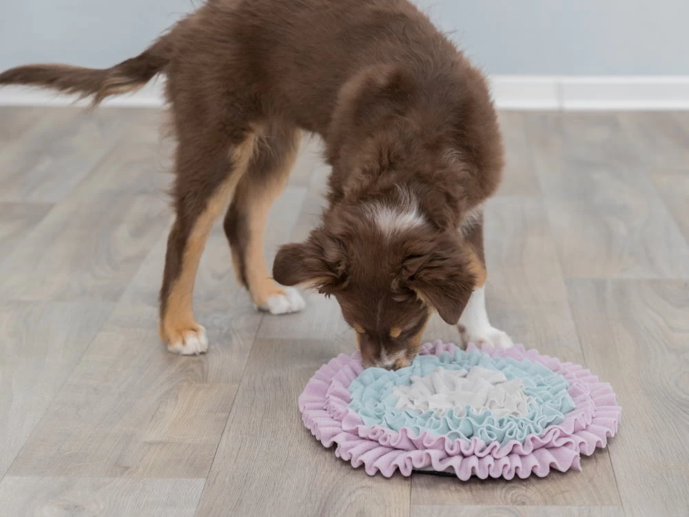 Trixie Junior Schnüffelteppich – Bild 2