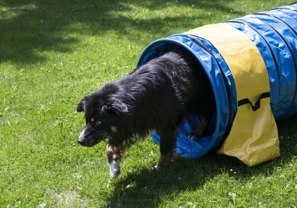 Hunde Profi Agility Tunnel FCI Konform – Bild 2