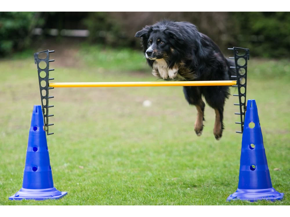 Dog Agility Pylonenhürde Höhenverstellbar Blau