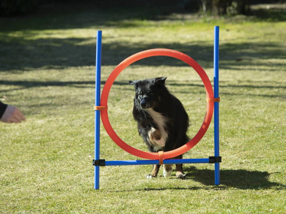 Dog Agility Champion Sprungring 70 Cm