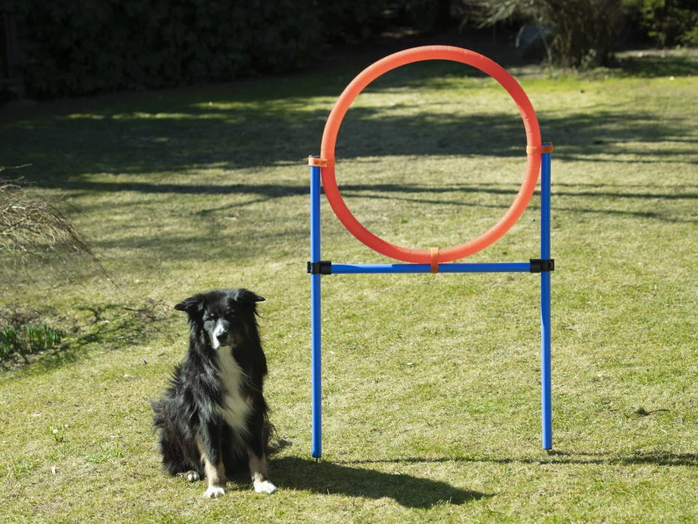 Dog Agility Champion Sprungring 70 Cm – Bild 2