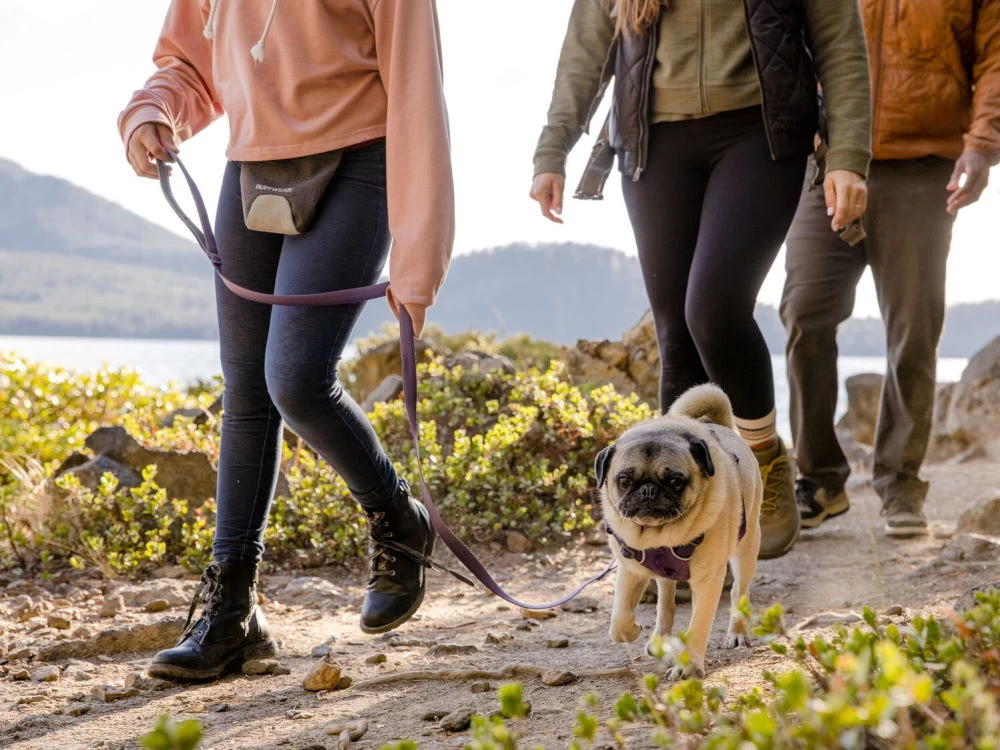 Ruffwear Front Range™ 2.0 Hundegeschirr Purple Sage – Bild 8