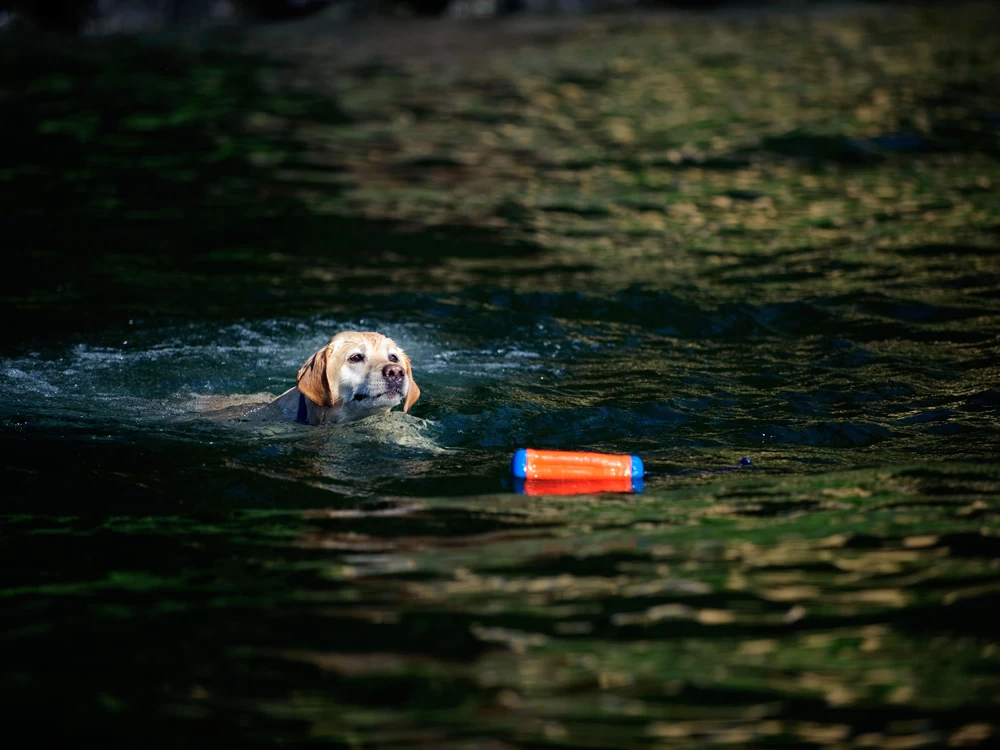 Chuckit Dummy Amphibious Bumper Small – Bild 3