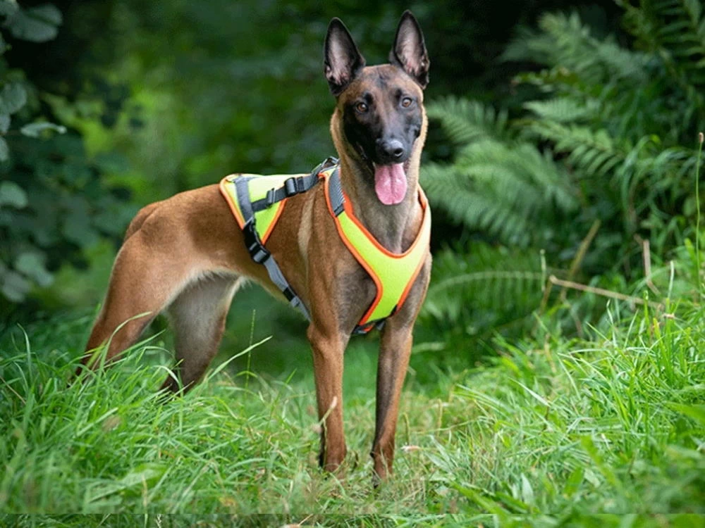 Grossenbacher Mantrailing Hundegeschirr Vary V-Trailer – Bild 5