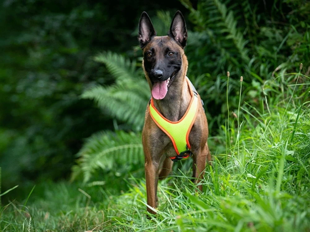 Grossenbacher Mantrailing Hundegeschirr Vary V-Trailer – Bild 6