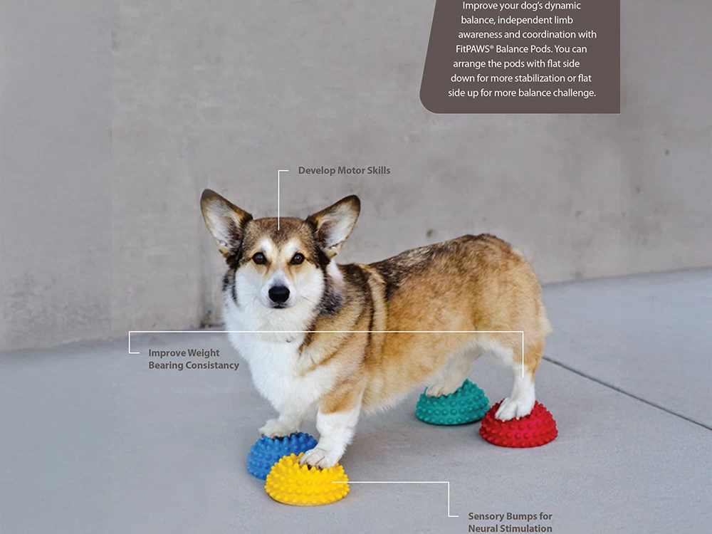 FitPAWS® Paw Pods Set – Bild 4