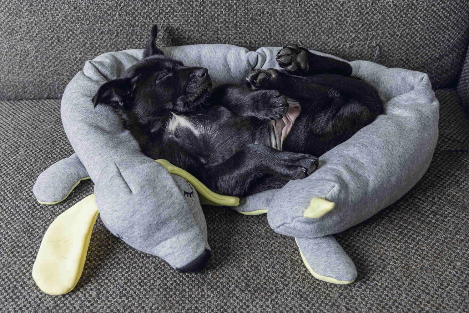 Hello Puppy Welpen Schlafrolle Doggy – Bild 3